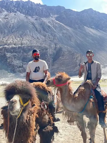 Baktrische Kamele im Nubra-Tal